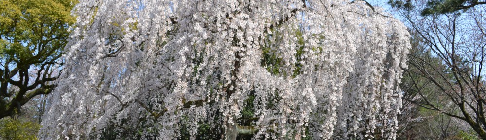 京都御苑・春